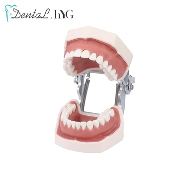  Dentare model Dinți model de mestecat dinți de Predare Modelul Standard Dentare Typodont Model Demonstrativ Cu Detașabil Dinte 28Pcs